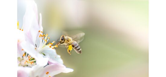 Bekijk deze afbeelding van Bee Food voor bijenkast. op EM-Store.eu