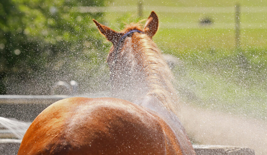 De foto van de blog Wassen van Paarden en Dekens van EM-Store.eu